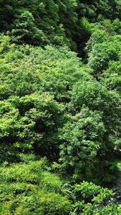 大自然绿色植物天然氧吧竖屏航拍 (4)