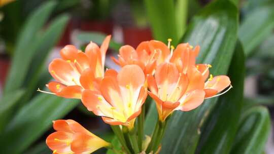 君子兰 大叶石蒜 植物 观赏 花卉 长春市花