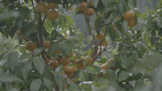 广西砂糖橘桔子4Kslog3实拍素材视频素材模板下载
