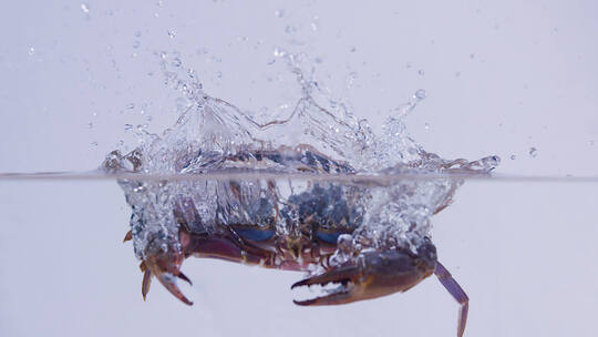 螃蟹 入水 水缸 升格高速 慢动作