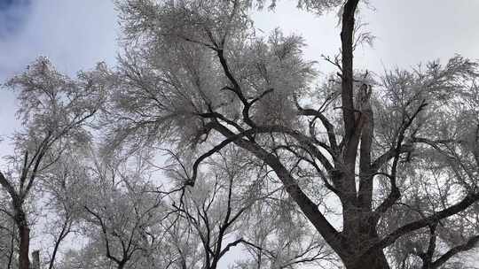 冰雪覆盖树木的冬季自然景象