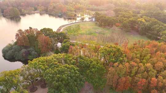 上海共青森林公园秋天风景  上海秋天