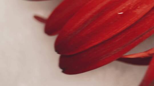 特写鲜红色大红色菊花非洲菊视频素材模板下载