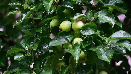 下雨雨滴落在丰收的苹果树