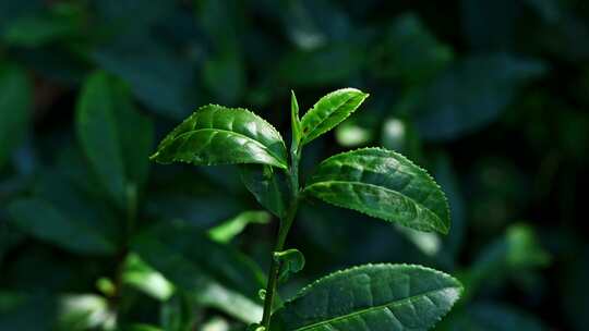 阳光下的茶园绿茶茶树叶子茶籽光影