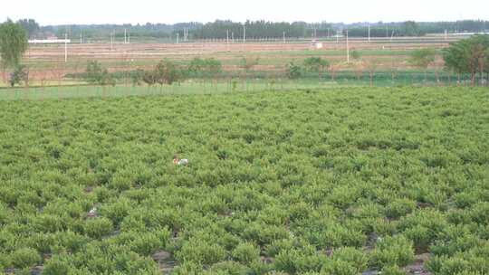 金银花 金银花种植 金银花收获