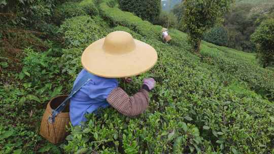 茶园里茶农在采茶叶