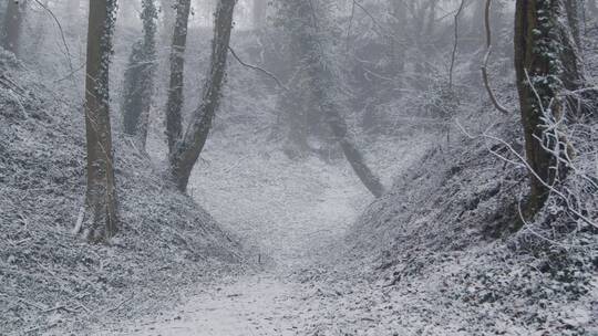 雪林中白雪覆盖的树枝