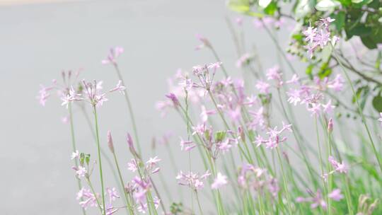 城市内的花——紫娇花