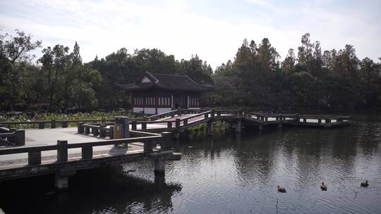 杭州西湖景区曲院风荷风景