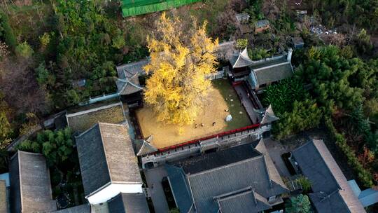 陕西省西安市古观音禅寺银杏树航拍