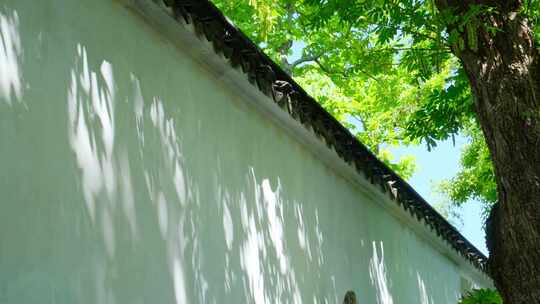 中式园林庭院围墙白墙影子树影光影阴影