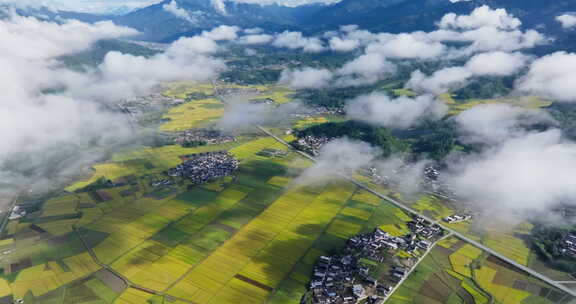 云雾下的乡村公路金黄稻田