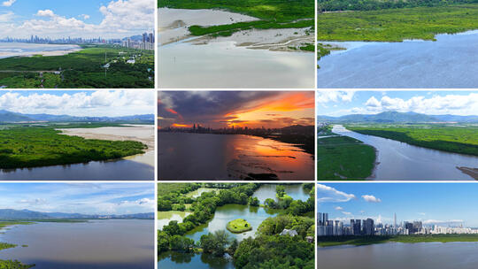 深圳福田红树林生态公园高清在线视频素材下载