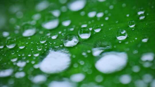 绿叶露水水珠水滴