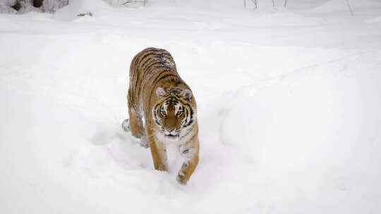 雪地老虎觅食