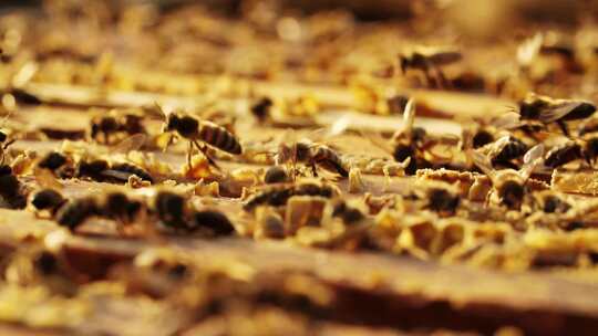 现代养殖蜜蜂蜂场养蜂蜂箱蜂蜜视频素材模板下载