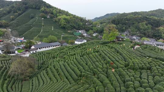 杭州西湖龙井村茶园风光