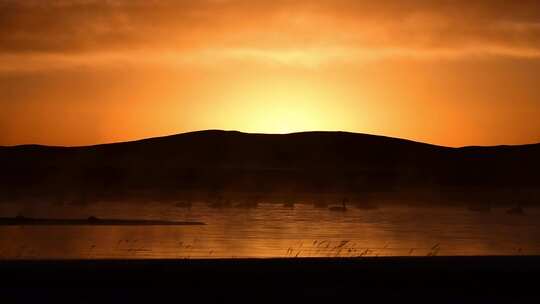 若尔盖保护区内高原湿地白天鹅4K航拍