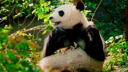 大熊猫吃竹笋、国宝熊猫视频素材模板下载