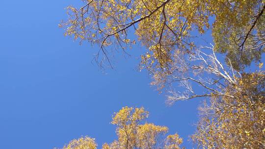 仰望旋转蓝色天空秋天金色树叶树木树枝树梢