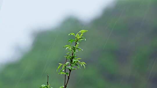 夏季下雨天山林植物树叶水珠特写