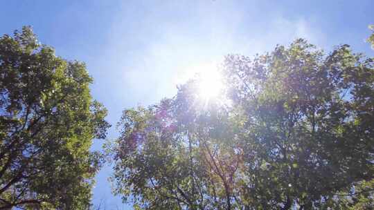 夏天阳光穿过树林树叶子自然风景视频素材