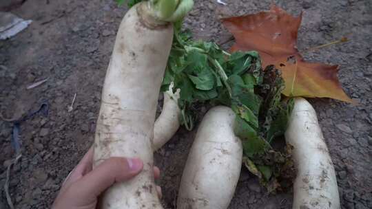 白萝卜 水萝卜 萝卜 蔬菜 农业 有机蔬菜