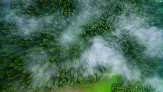 云海中的原始森林