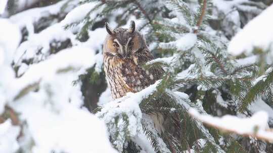 猫头鹰在积满雪的松树上
