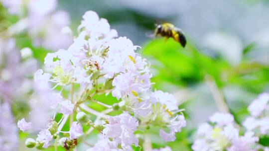 蜜蜂采蜜