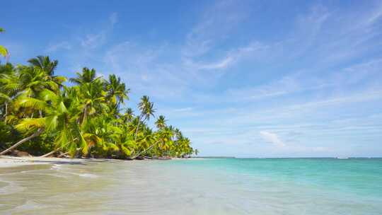 大海沙滩海浪椰子树