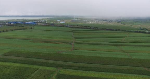 板蓝根种植基地航拍