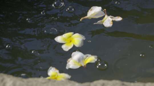 落花流水鸡蛋花