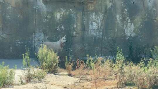 野外动物园白狼