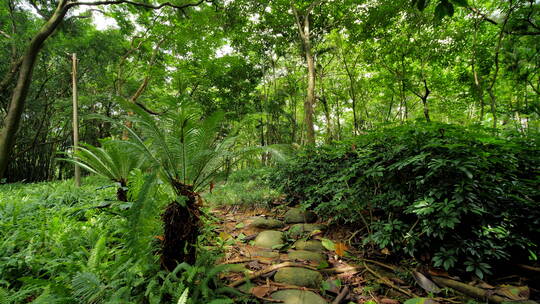 热带原始森林丛林树林
