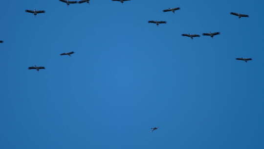 天空中成群的飞鸟