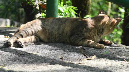 一只花猫在石板上栖息