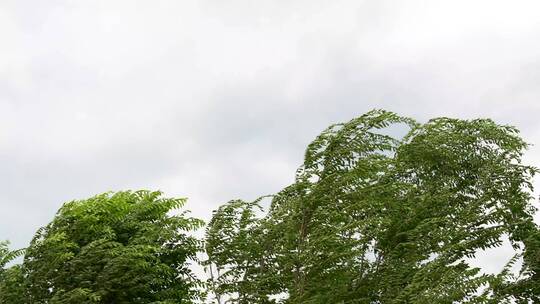 夏天阴雨天大风吹动树叶