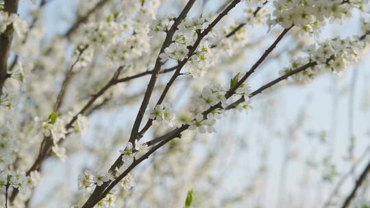 阳春三月李花盛开