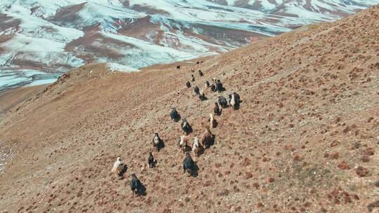 航拍牦牛群放牧青藏高原牧区