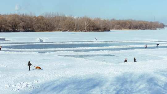 冬季北方雪地冰河冰上运动遛狗滑冰