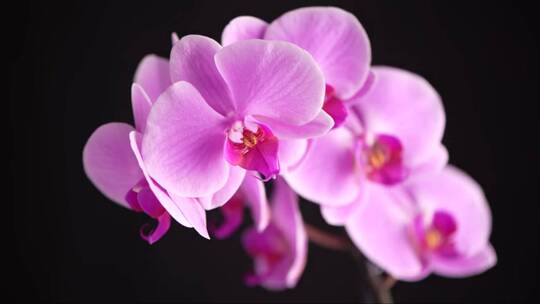 美丽的紫色蝴蝶兰花