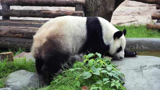 可爱快乐搞笑大熊猫吃竹子