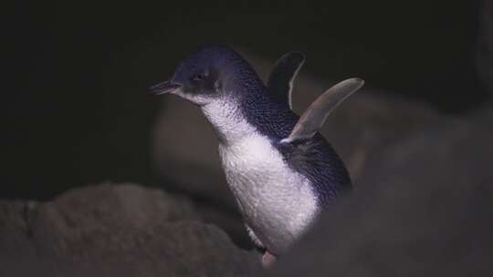 新西兰提马鲁野生动物企鹅慢动作