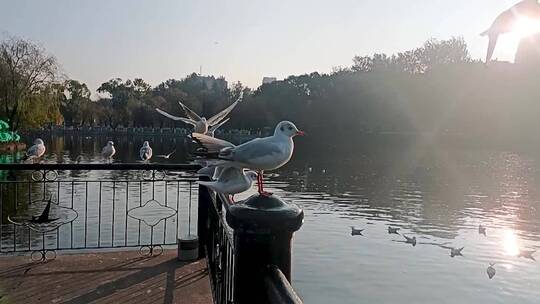 翠湖红嘴鸥升格镜头