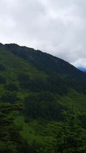 竖版航拍自然湖北神农架神5A景区