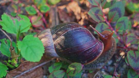 非洲大蜗牛外来物种在野外进食吃草