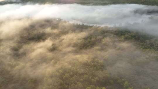 云雾迷漫的梦幻秋季森林