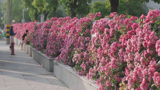 城市里的花——蔷薇视频素材模板下载